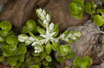 Woodland stonecrop